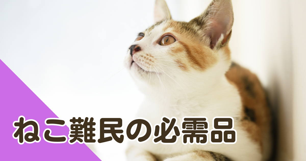 ねこ難民の必需品