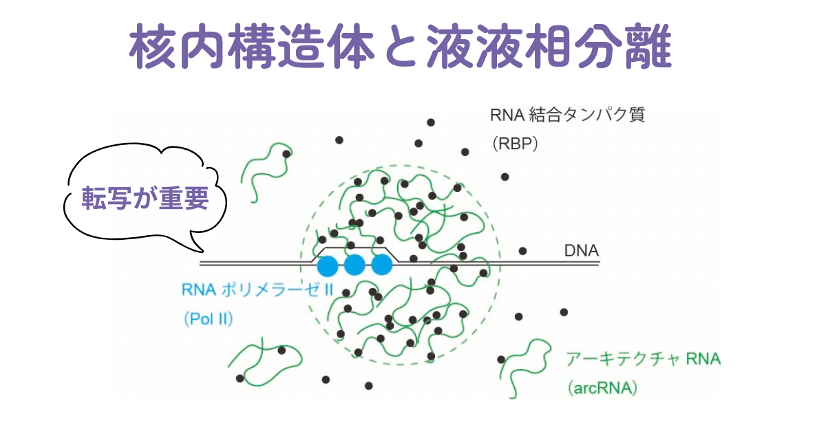 核内構造体と液液相分離